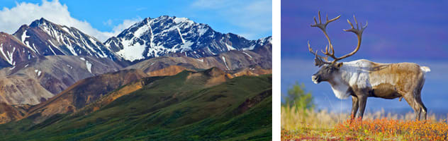 Cruisetour to Denali